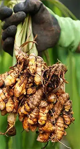 Zerdeçal kökü ve toz zerdeçalın doğal görünümü